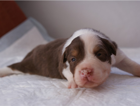 australian shepherd puppies red tri plyshadog