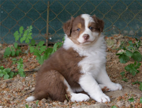 australsky ovciak steniatka red tri plyshadog