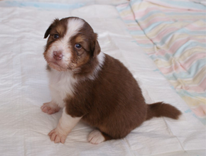 australsky ovciak steniatka red tri plyshadog