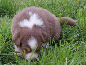 australian shepherd puppies red tri plyshadog