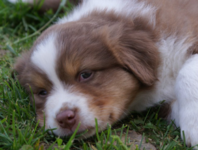 australian shepherd puppies red tri plyshadog