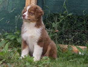 australsky ovciak steniatka red tri plyshadog