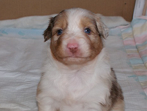 australsky ovciak steniatka red merle plyshadog