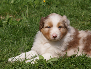 australsky ovciak steniatka red merle plyshadog