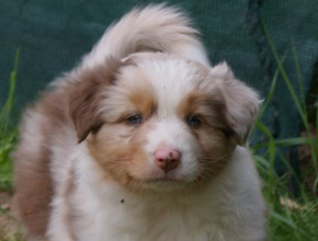 australsky ovciak steniatka red merle plyshadog