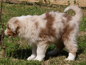 australsky ovciak steniatka red merle plyshadog