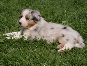 australsky ovciak steniatka blue merle plyshadog