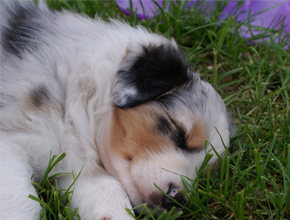 australsky ovciak steniatka blue merle plyshadog