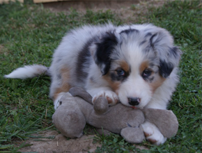 australsky ovciak steniatka blue merle plyshadog