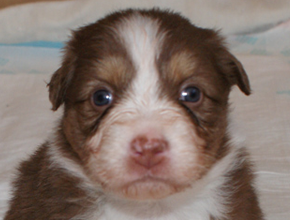 australian shepherd puppies red tri plyshadog