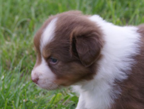 australian shepherd puppies red tri plyshadog