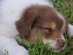 australian shepherd puppies red tri plyshadog