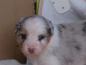 australsky ovciak steniatka blue merle plyshadog