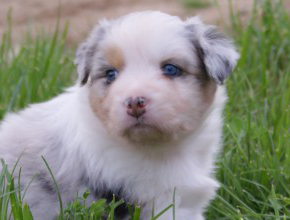 australsky ovciak steniatka blue merle plyshadog