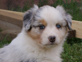 australsky ovciak steniatka blue merle plyshadog