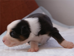 australian shepherd puppies black tri plyshadog