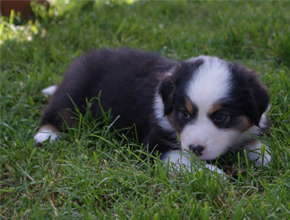 australsky ovciak steniatka black tri plyshadog