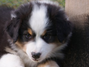 australian shepherd puppies black tri plyshadog