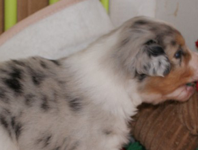 australsky ovciak steniatka blue merle plyshadog