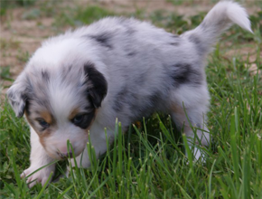 australsky ovciak steniatka blue merle plyshadog