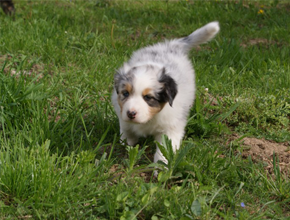 australsky ovciak steniatka blue merle plyshadog