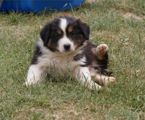 australian shepherd puppies black tri plyshadog