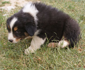 australian shepherd puppies black tri plyshadog