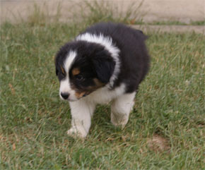 australian shepherd puppies black tri plyshadog