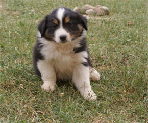 australian shepherd puppies black tri plyshadog