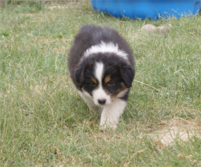 australian shepherd puppies black tri plyshadog