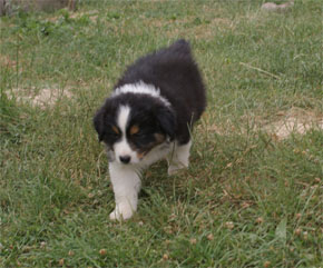 australian shepherd puppies black tri plyshadog