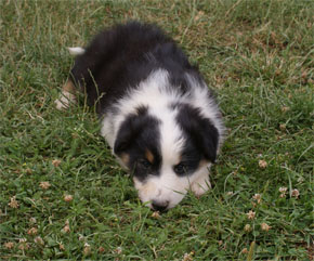 australian shepherd puppies black tri plyshadog