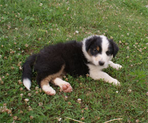 australian shepherd puppies black tri plyshadog