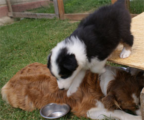 australian shepherd puppies black tri plyshadog