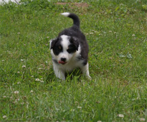 australian shepherd puppies black tri plyshadog