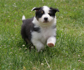 australian shepherd puppies black tri plyshadog