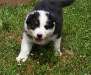 australian shepherd puppies black tri plyshadog