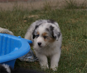 australian shepherd puppies blue merle plyshadog