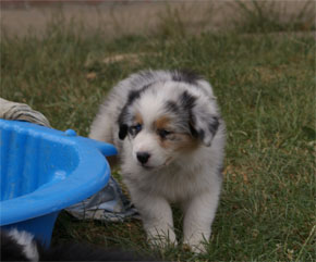 australsky ovciak steniatka blue merle plyshadog