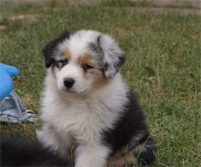 australsky ovciak steniatka blue merle plyshadog