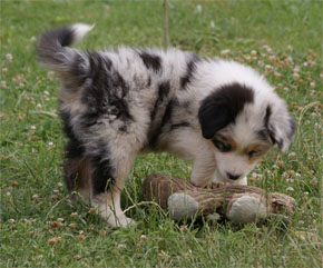 australian shepherd puppies blue merle plyshadog