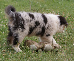 australsky ovciak steniatka blue merle plyshadog