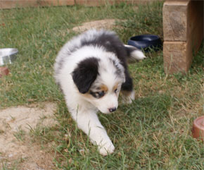 australsky ovciak steniatka blue merle plyshadog