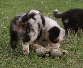 australsky ovciak steniatka blue merle plyshadog