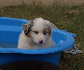 australsky ovciak steniatka blue merle plyshadog