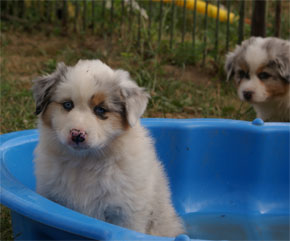 australsky ovciak steniatka blue merle plyshadog