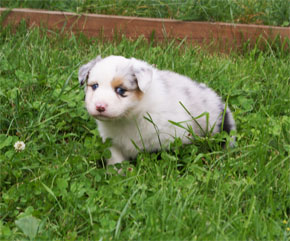 australsky ovciak steniatka blue merle plyshadog