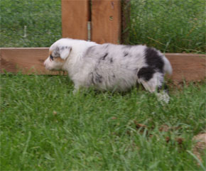 australsky ovciak steniatka blue merle plyshadog