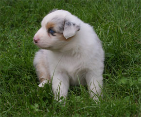 australsky ovciak steniatka blue merle plyshadog