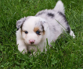 australsky ovciak steniatka blue merle plyshadog